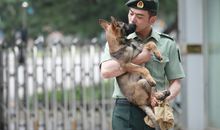 神犬奇兵观后感
