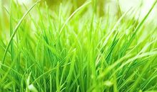 美丽的风景作文200字