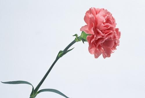 康乃馨的魅力