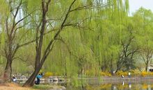 春天柳树的作文