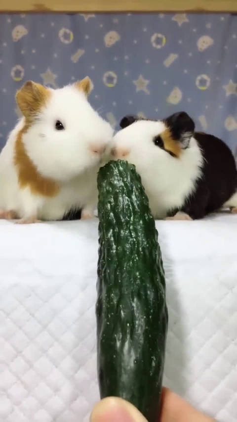 黄瓜王