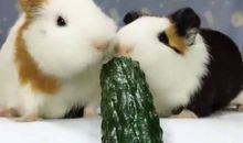 黄瓜国王读后感