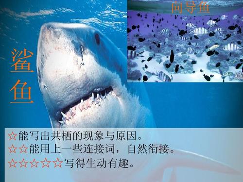 阅读后有趣的动物共生