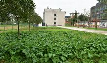 我心中的那一抹绿色