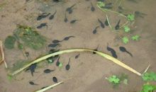 蝌蚪变青蛙的作文