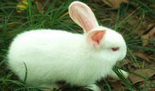 三年级小兔子的作文