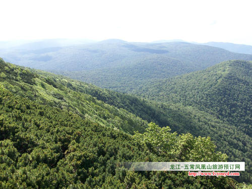 凤凰山森林公园组成