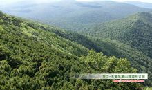 凤凰山森林公园作文