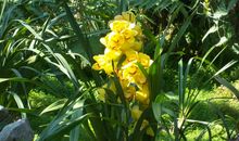 仙湖植物园的作文