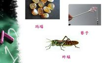 《小青石》读后感