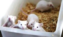 门球健将观后感