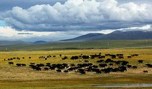 渴望苦难读后感