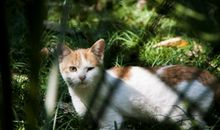 一只眼睛的猫读后感