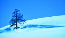 关于雪中情的作文