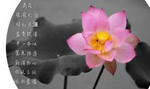 张晓风雨荷读后感