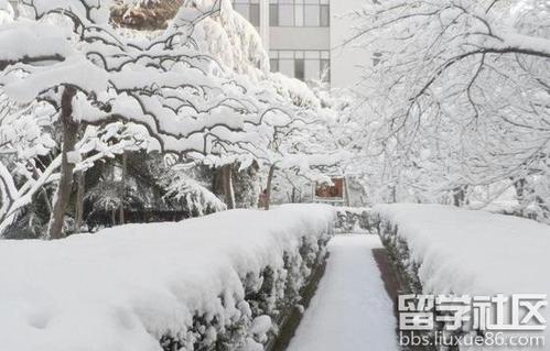 下雪后250个字