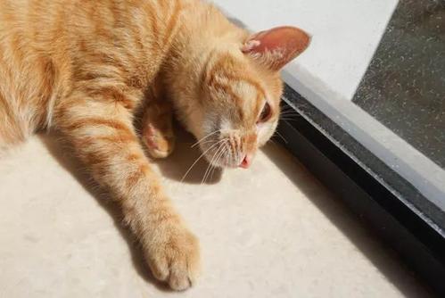 我想当猫
