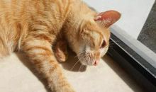 我想变成一只猫