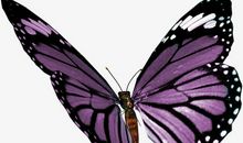 我想变成一只蝴蝶