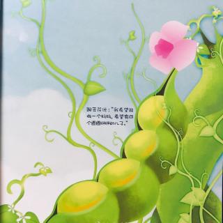 五豌豆