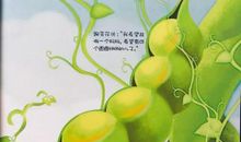 五颗豌豆读后感
