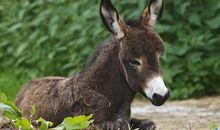 马与驴的故事读后感