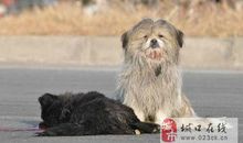 忠实的流浪狗读后感