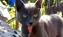 咬舌自尽的狗读后感