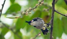 我想变成一只小鸟300字