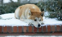 忠犬八公观后感