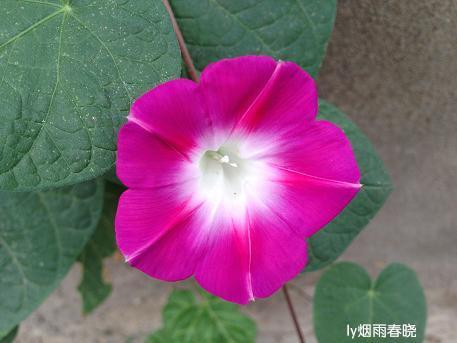 三年级作文牵牛花