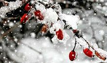 描写雪的作文600字