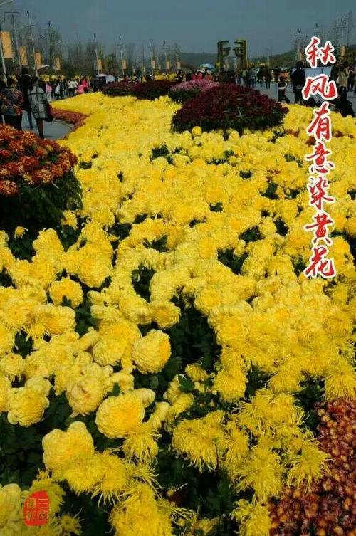 荆门菊花展组成