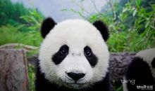 可爱的熊猫作文