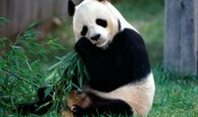 可爱的熊猫作文300字