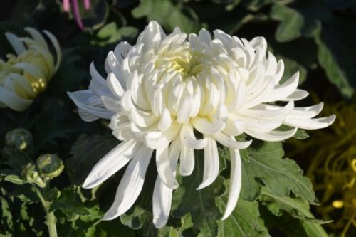 500字菊花展组成
