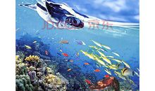 海洋朋友观后感