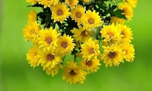 菊花展组成