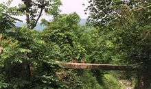 麦子的嚎叫读后感