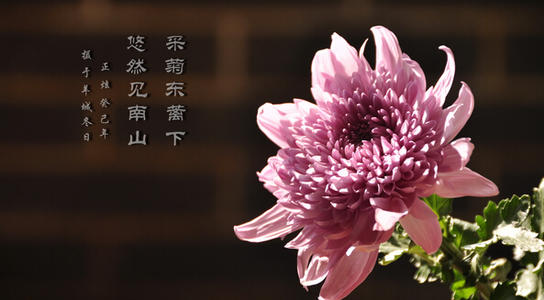 菊花二年级组成