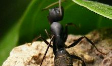 蚂蚁和蝉读后感