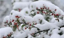 第一场雪的作文