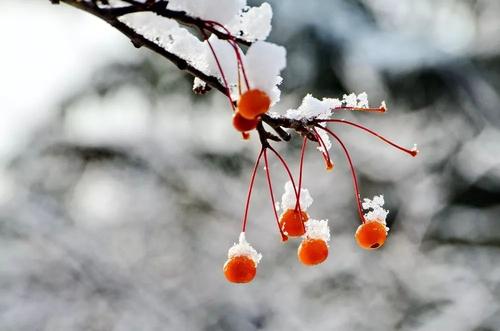 第一场雪