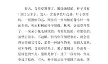 含羞草的作文400字