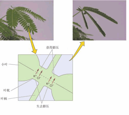 含羞草的秘密