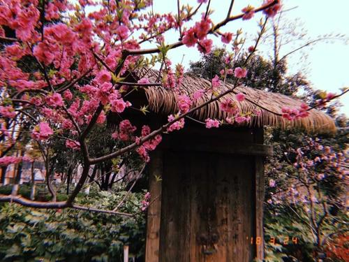 我心中的桃花