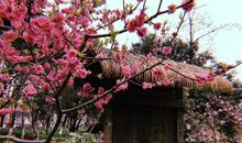 我心中的桃花源