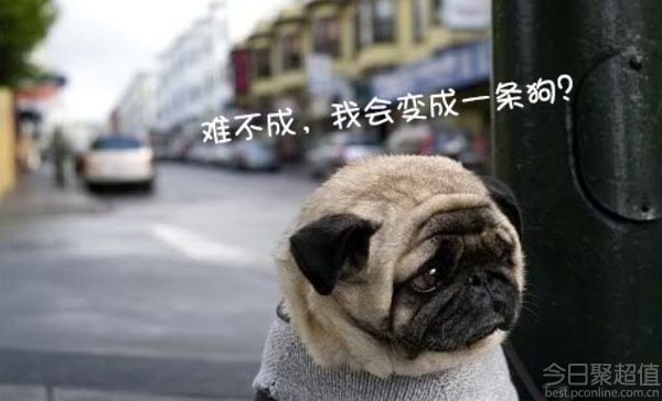 关于没有女朋友的七夕的幽默，七夕的单身狗，有图片1