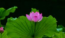 小暑朋友圈说说