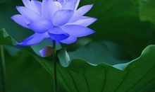 描写夏天句子大全